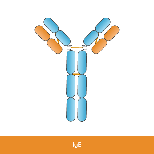 IgE