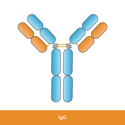 IgG