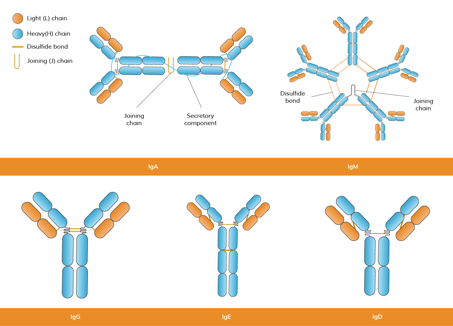 Figure 1: The structure of antibodies.