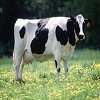 Bovine