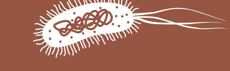 Custom antibody production for bacteria