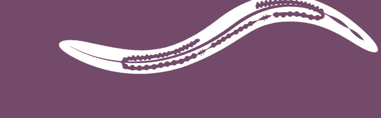 C. elegans in antibody research