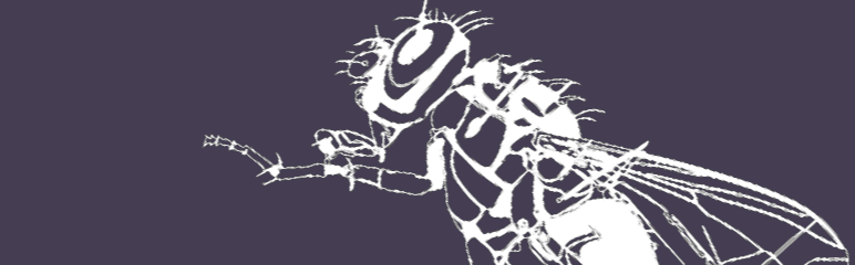 Fruit fly used in antibody research