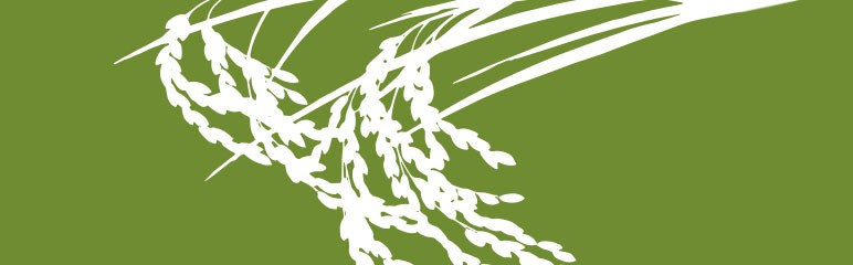 Rice plant for antibody production