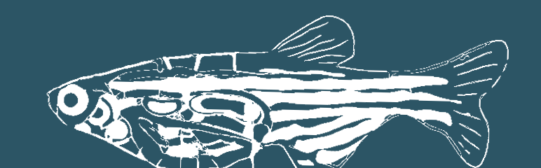 Zebrafish used in antibody production