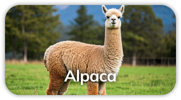 Alpaca polyclonal antibody development for IF panels
