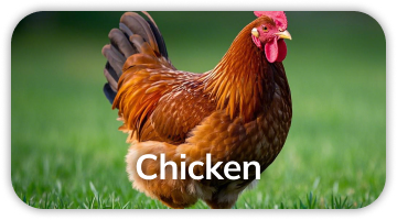 Chicken polyclonal antibody service for multiplex IF