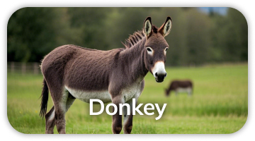 Donkey polyclonal antibody production service