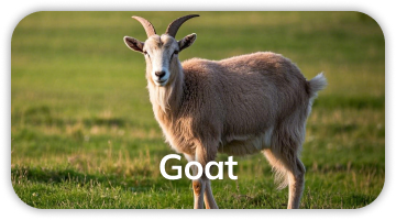 Goat polyclonal antibody development service