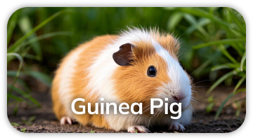 Guinea pig polyclonal antibody production