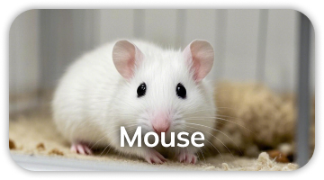 Mouse polyclonal antibody service for multiplexing