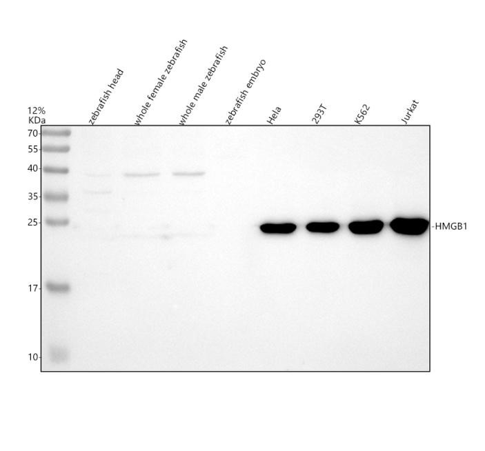 Western blot of HMGB1 with A00066-1