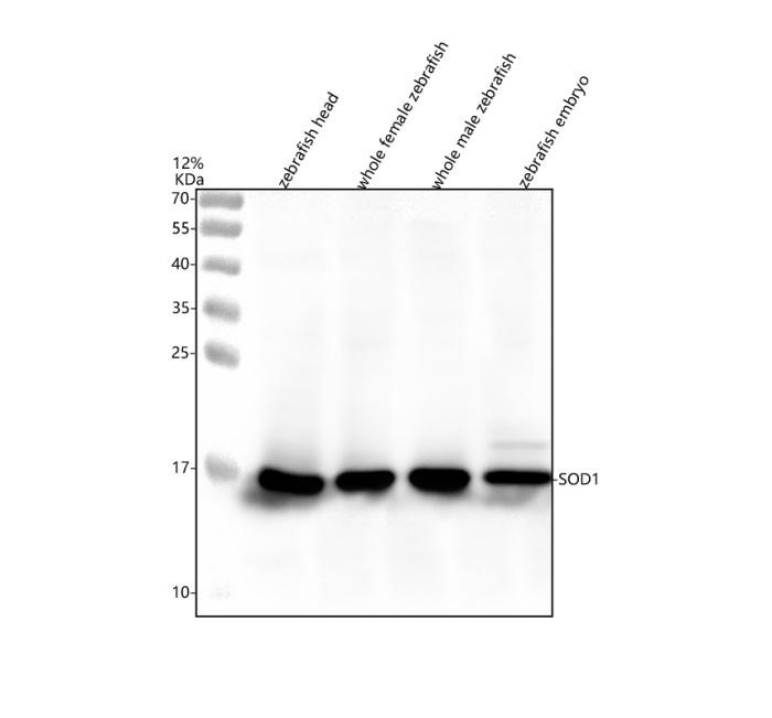 Western blot of SOD1 with AZO73872