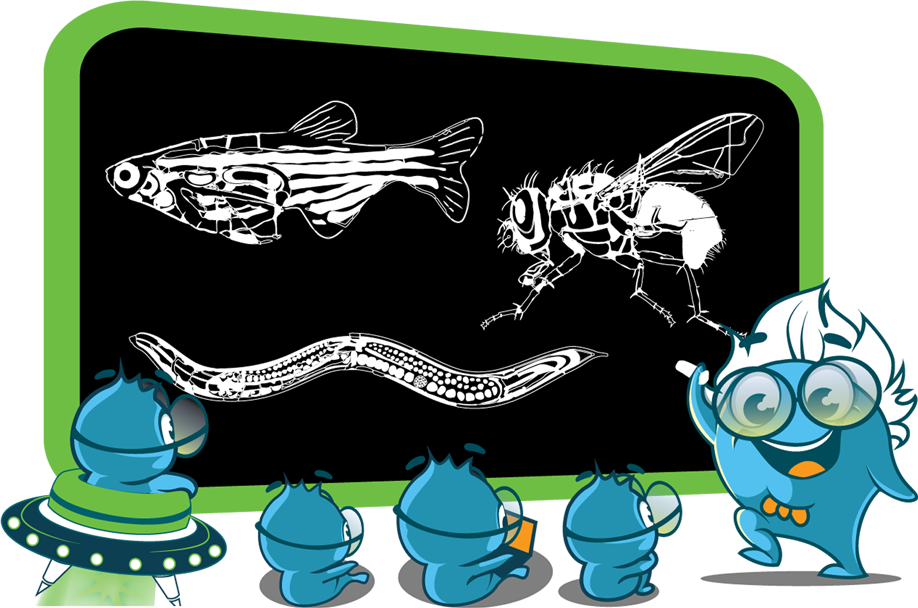$600 Custom Antibodies