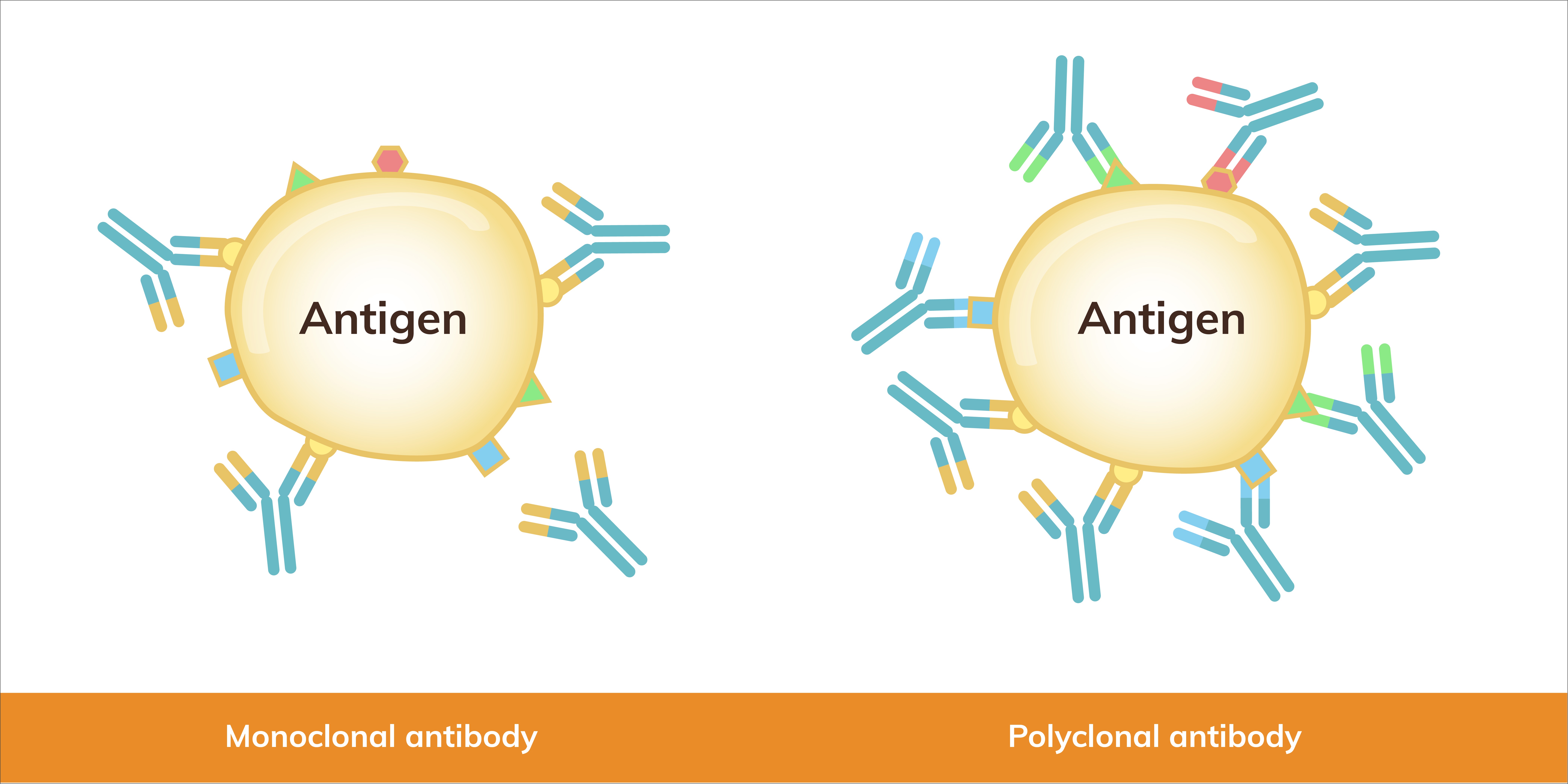 Figure 2: Monoclonal antibodies recognize a specific epitope, whereas polyclonal antibodies recognize multiple epitopes.