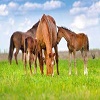 Equine