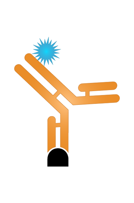 antibody conjugation 
