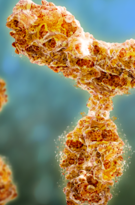 primary antibody services