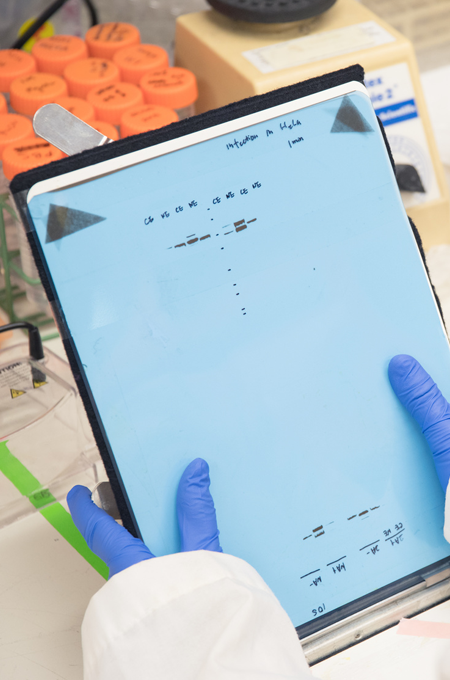 western blot services