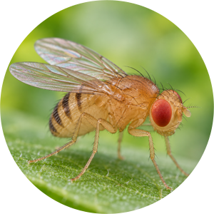 Drosophila