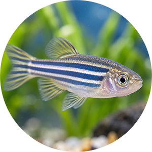 Zebrafish