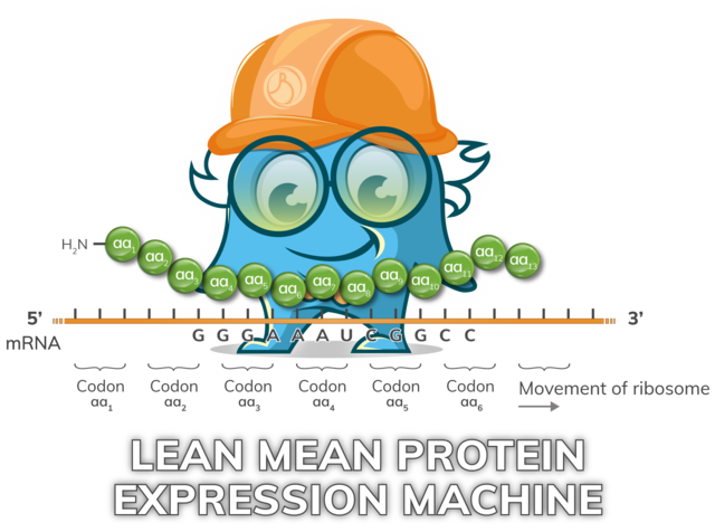 Premium Protein Expression and Antibody Production Services Boster Bio