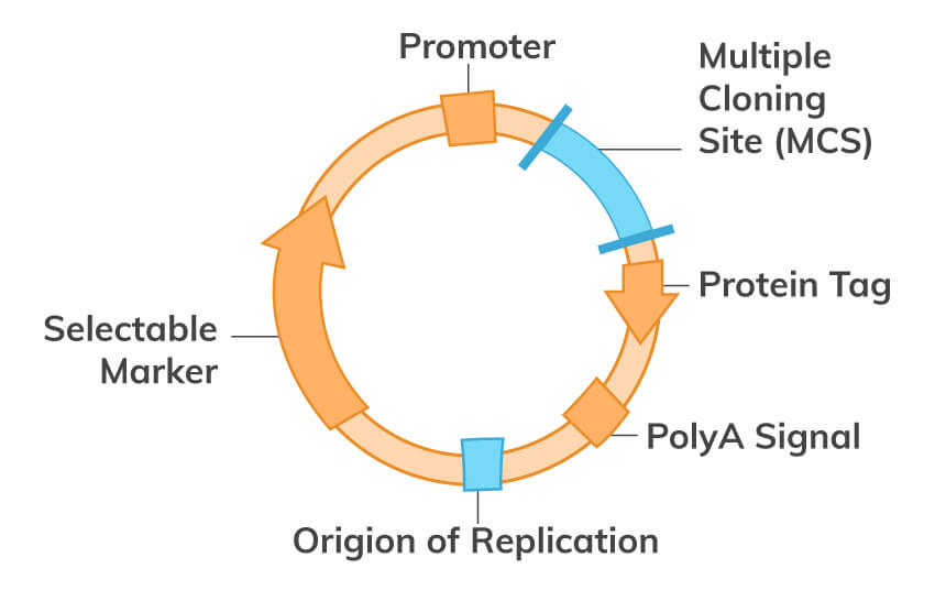 PCR and Molecular Biology Fundamental Principles