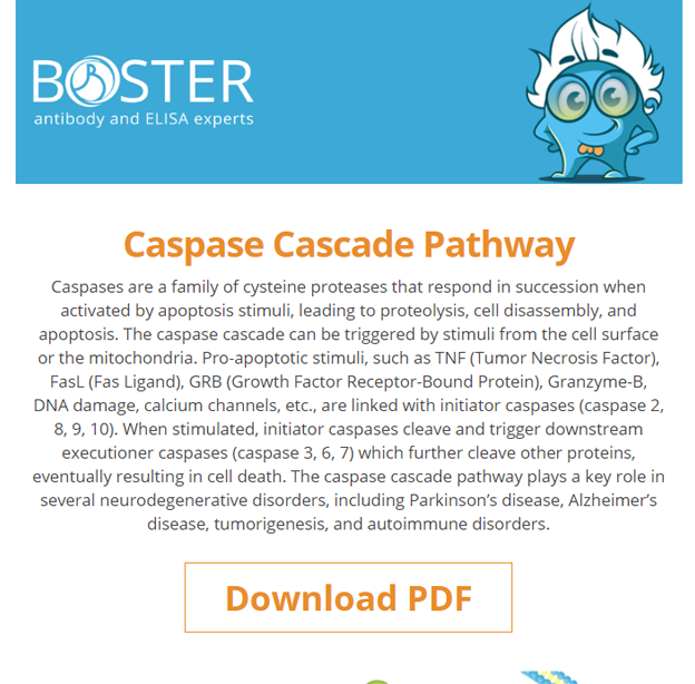 Caspase cascade pathway newsletter thumbnail
