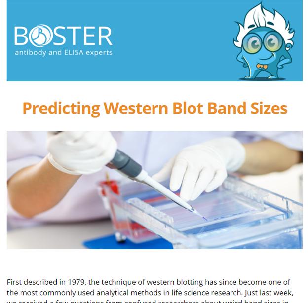 Predicting Western blot band sizes newsletter thumbnail