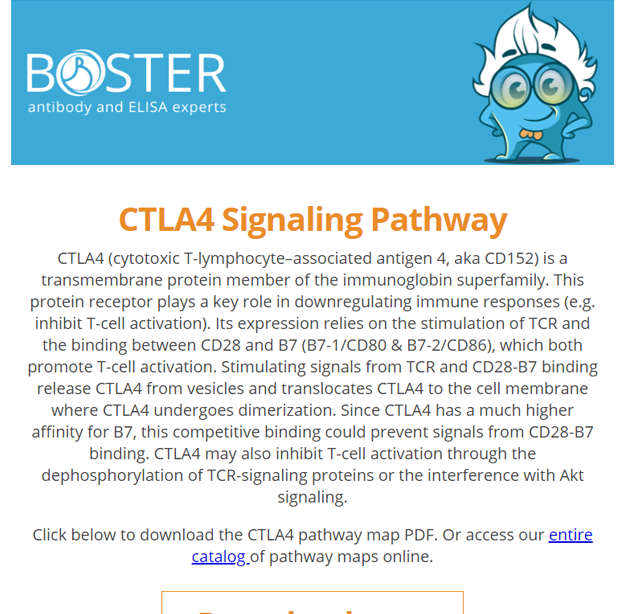 Get our CTLA4 signaling pathway map newsletter thumbnail