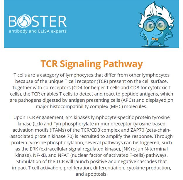 TCR signaling pathway newsletter thumbnail