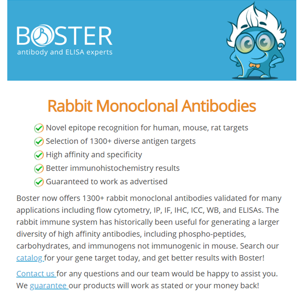 1300+ rabbit monoclonals available from Boster newsletter thumbnail