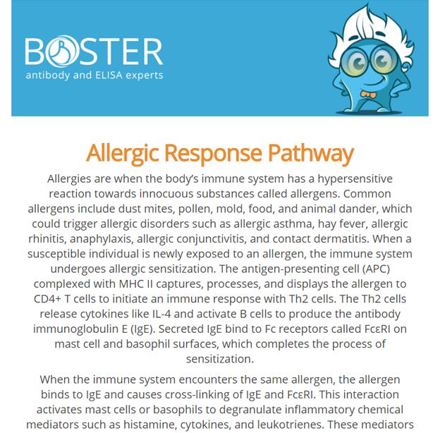 Allergic response pathway newsletter thumbnail