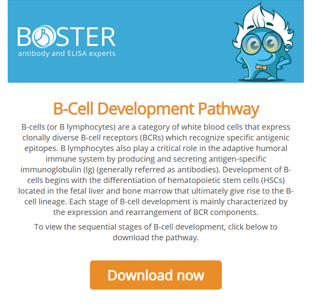 B-cell development pathway newsletter thumbnail