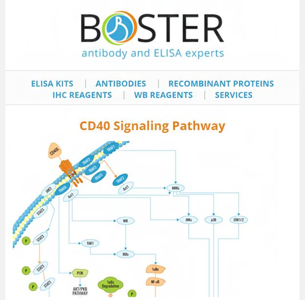 CD40 signaling pathway newsletter thumbnail