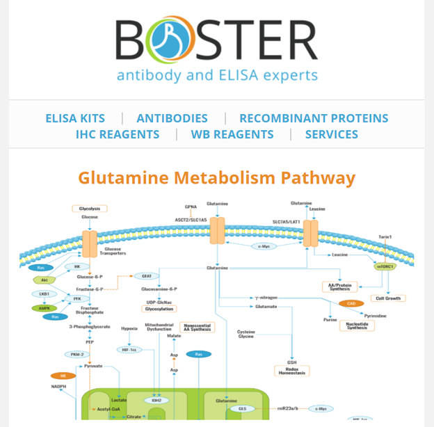 Glutamine metabolism pathway newsletter thumbnail