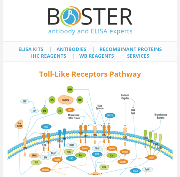Toll-like receptors pathway newsletter thumbnail