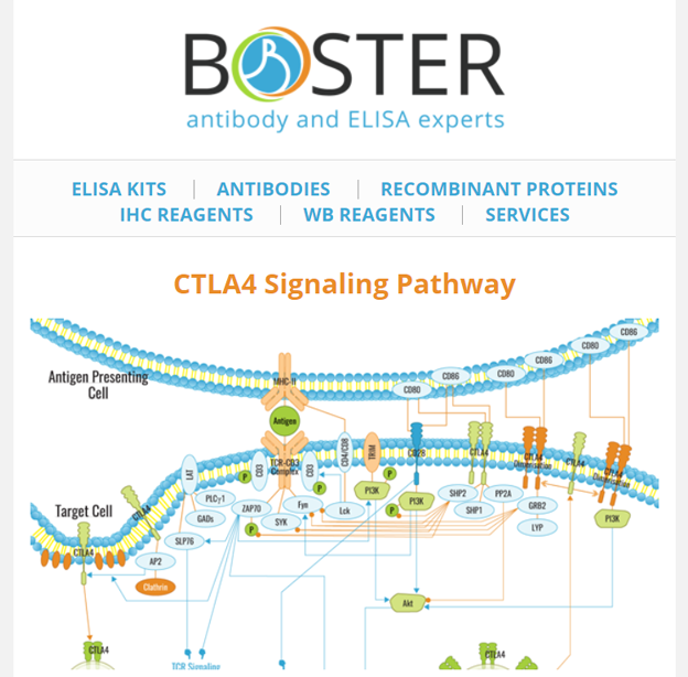 CTLA4 signaling pathway newsletter thumbnail
