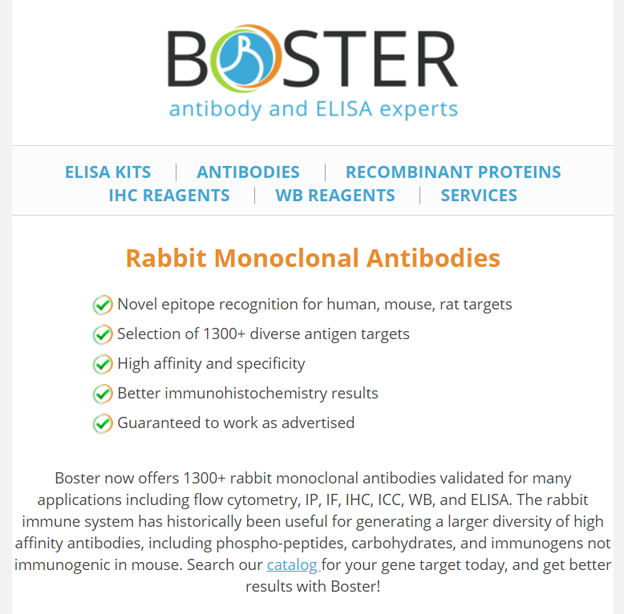 1300+ rabbit monoclonals available from Boster newsletter thumbnail