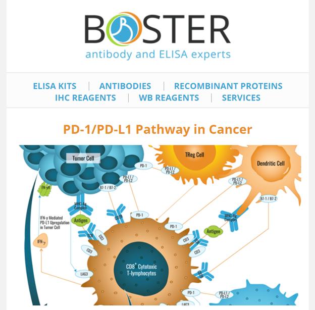 PD-1 PD-L1 pathway in cancer newsletter thumbnail
