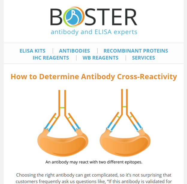 How to determine antibody cross-reactivity newsletter thumbnail