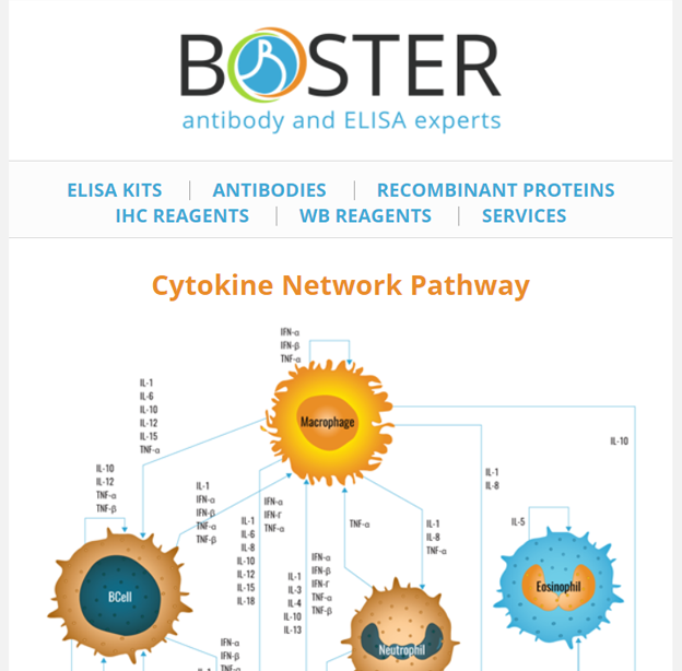 Cytokine network pathway newsletter thumbnail