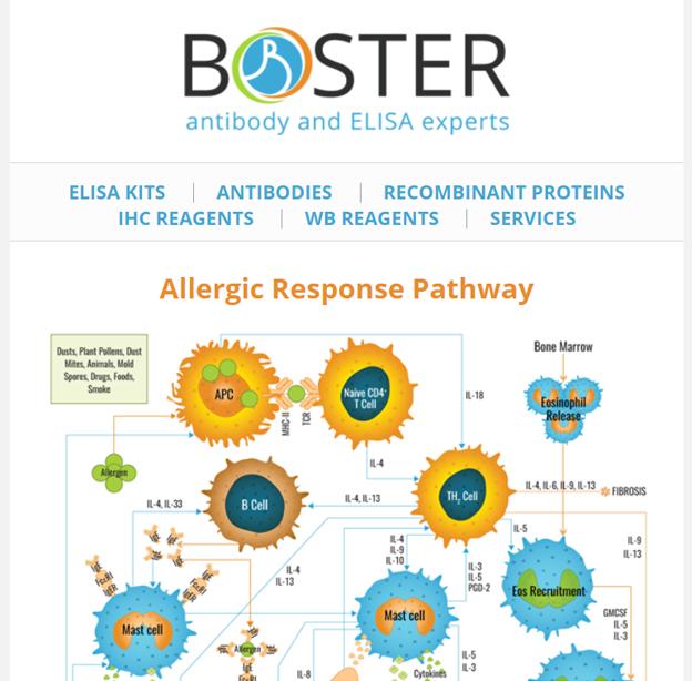 Allergic response pathway newsletter thumbnail