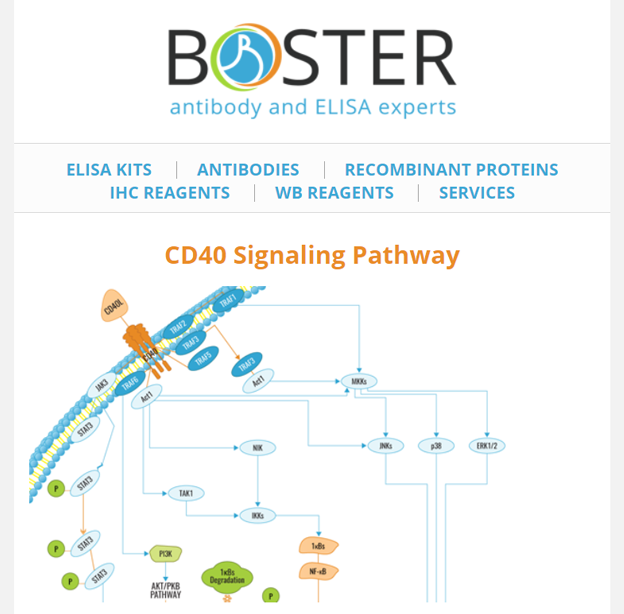 CD40 signaling pathway newsletter thumbnail