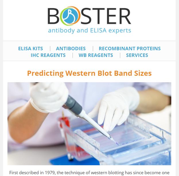 Predicting Western blot band sizes newsletter thumbnail