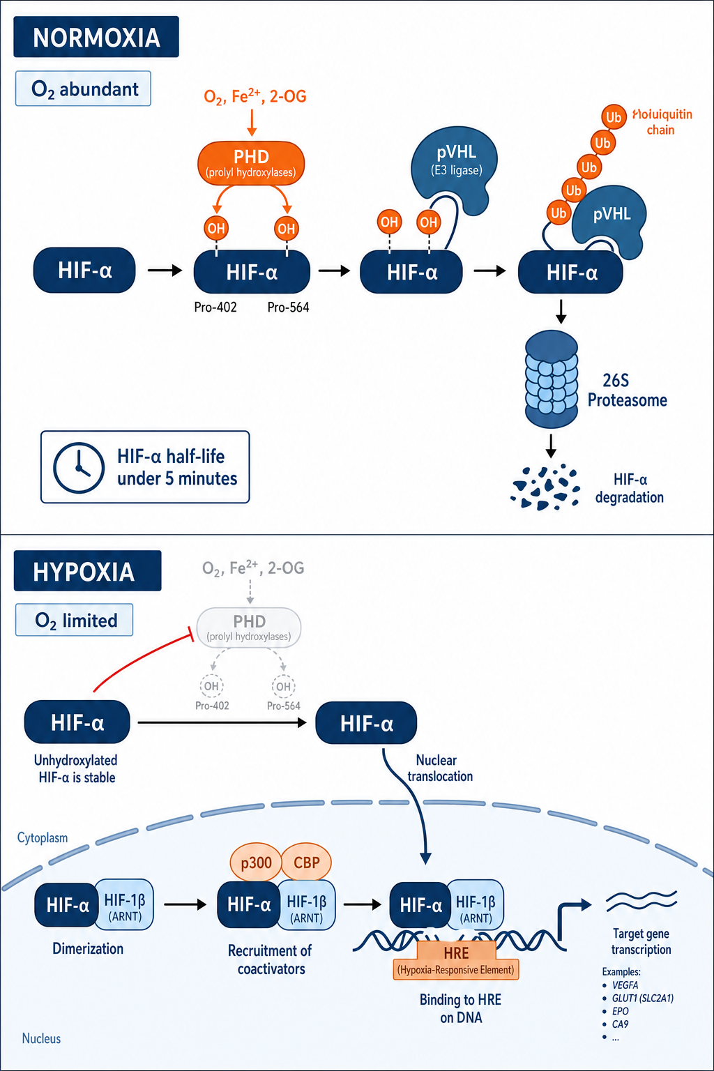 Two-panel diagram of HIF-alpha regulation under normoxia versus hypoxia