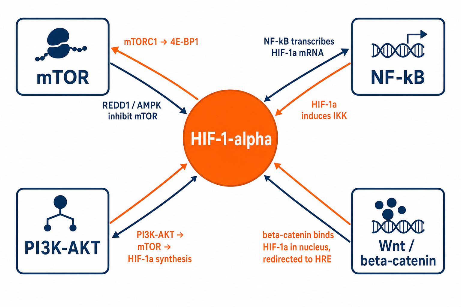 HIF-1-alpha crosstalk hub connecting mTOR, NF-kB, PI3K-AKT and Wnt/beta-catenin
