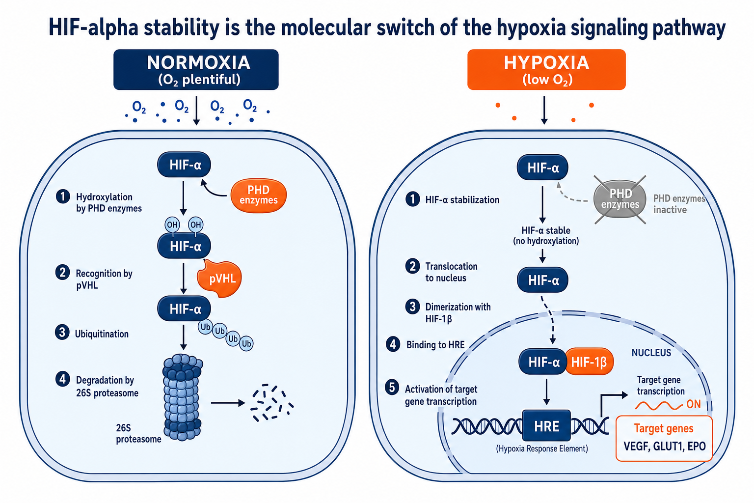 Schematic: oxygen levels controlling HIF-alpha stability and downstream transcription