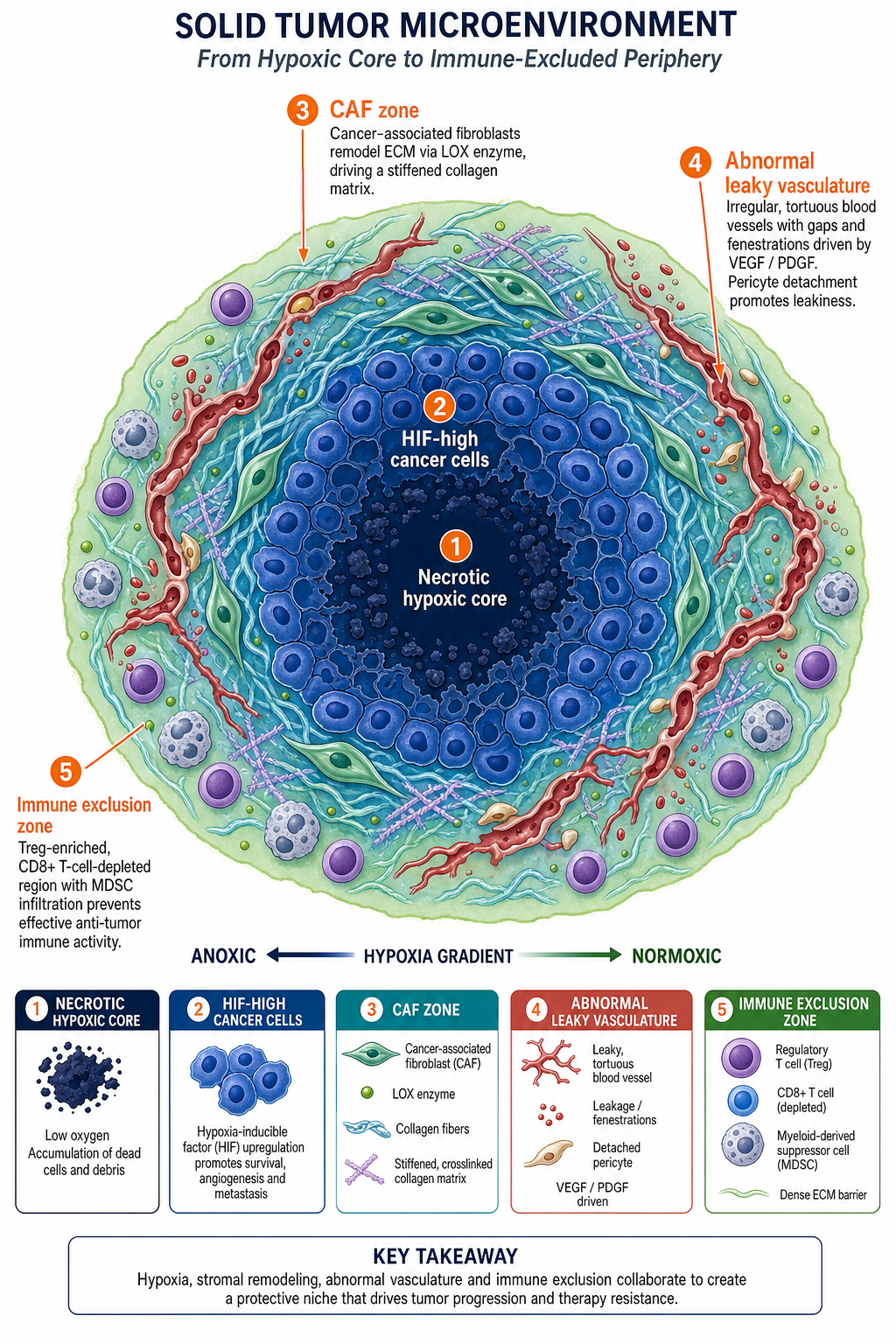 Cross-section of a tumor microenvironment from anoxic core to normoxic periphery