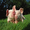 porcine